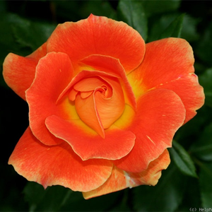 Оранжево-желтая - Парковая кустовая роза 